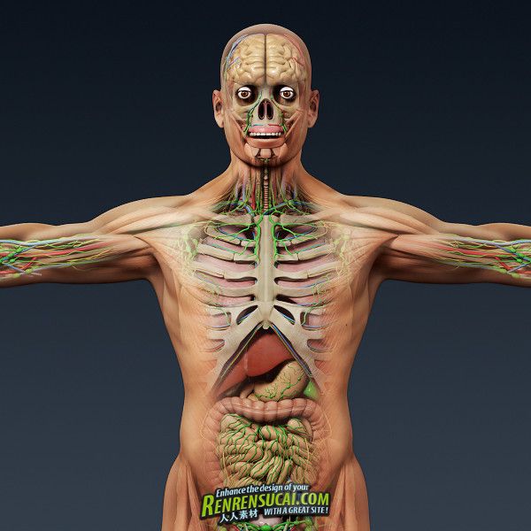  《人类男性和女性完整的解剖》Turbosquid - Human Male and Female Complete Anatomy