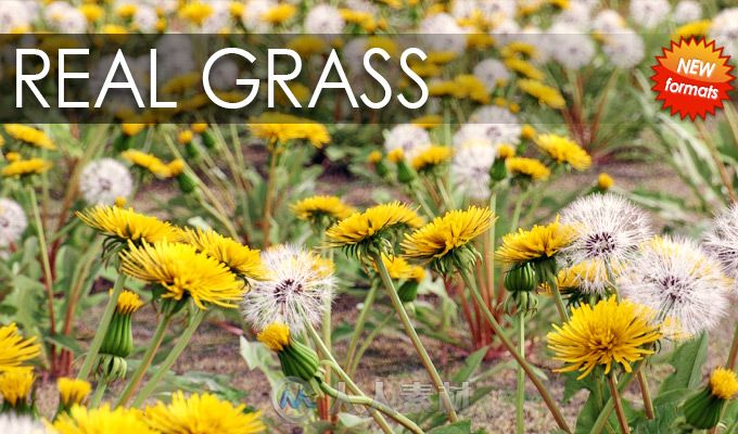 VIZPARK Real Grass花草3D模型插件包 VIZPARK Real Grass for Cinema4D Modo OBJ FBX & LightWave
