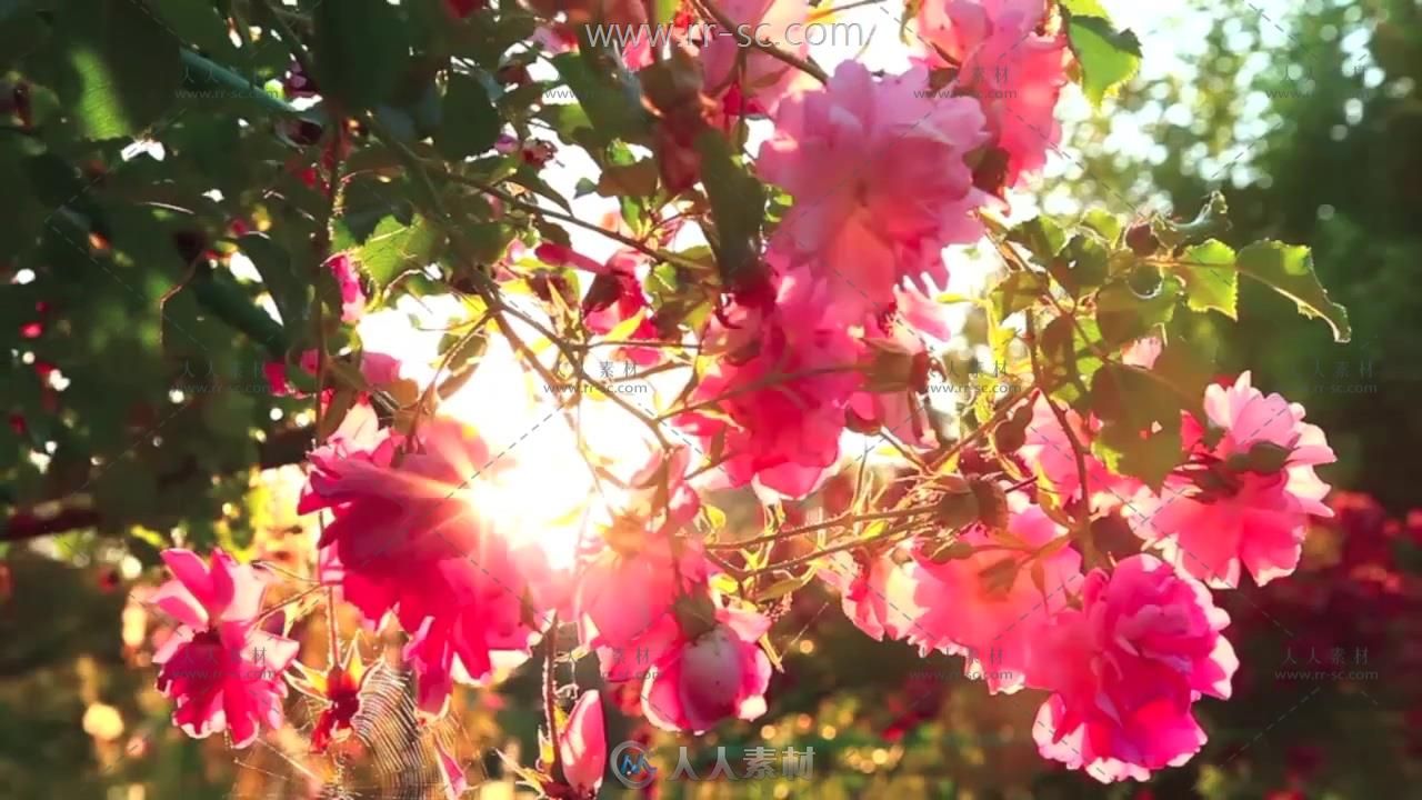 梦幻的莫奈秘密花园自然风光高清实拍视频素材