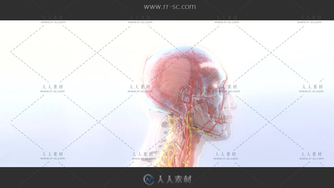 人体3D血管器官模型解剖动态视频素材