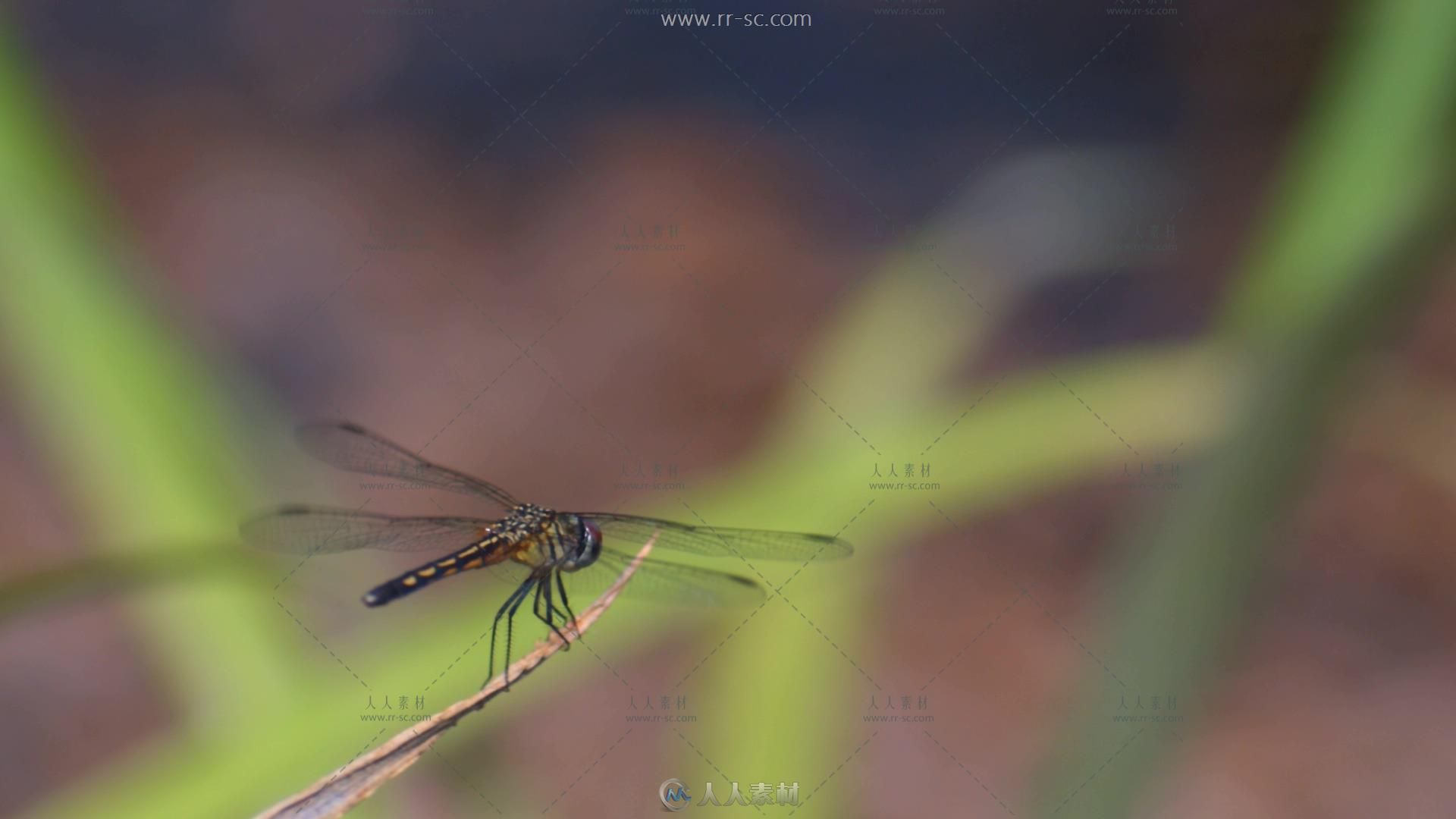 蜻蜓停留在青草叶上高清实拍视频素材