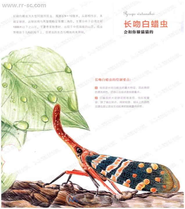 来自飞乐鸟30种奇妙昆虫的色铅笔图绘书籍杂志