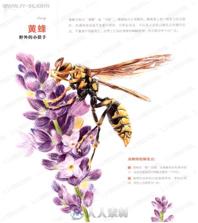 来自飞乐鸟30种奇妙昆虫的色铅笔图绘书籍杂志