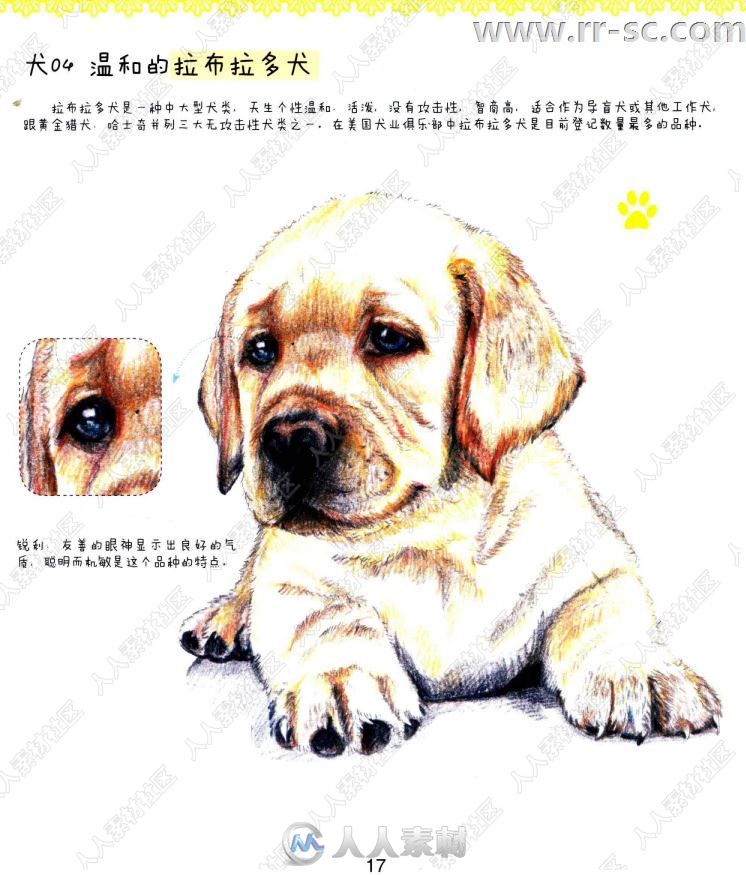 31种可爱狗狗彩色铅笔图绘书籍杂志