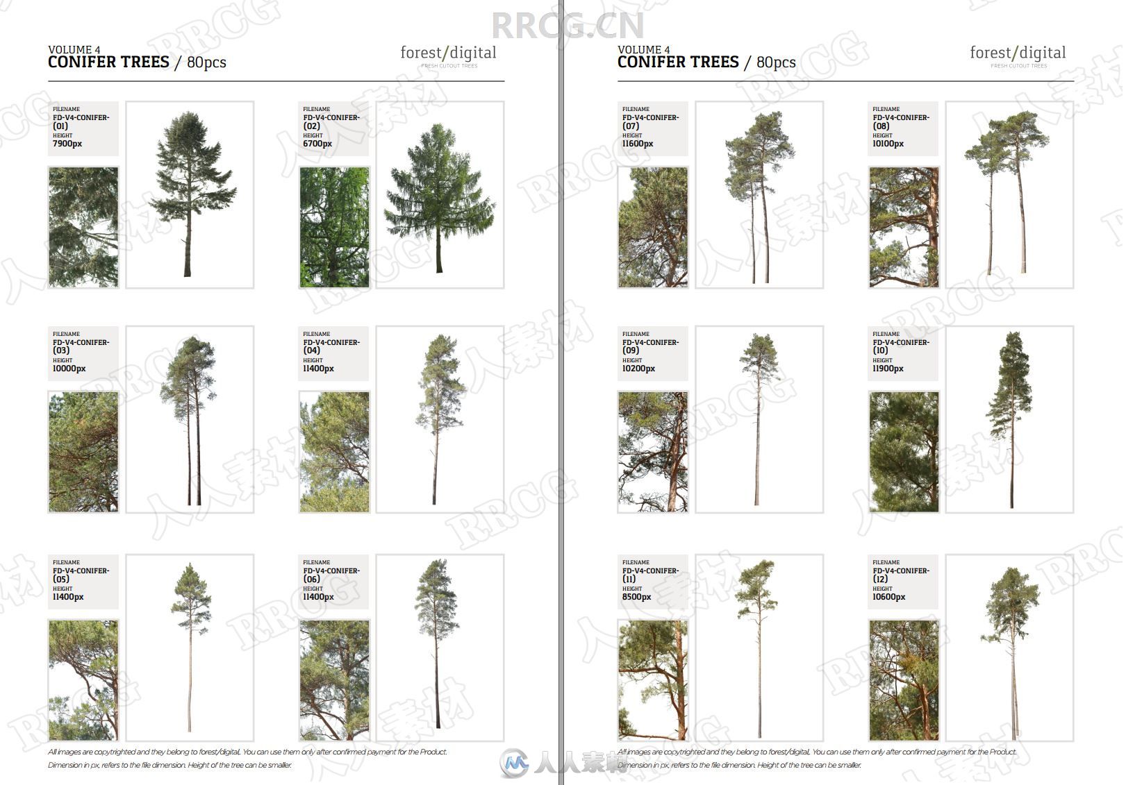 80组针叶树木植物高清参考图片合集