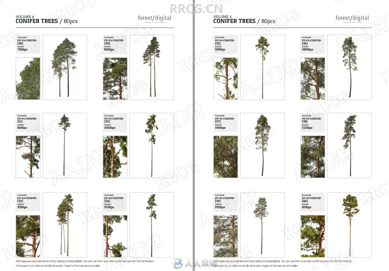 80组针叶树木植物高清参考图片合集