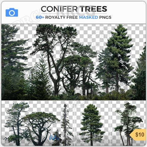 60组针叶树树木植物高清透明通道图片合集
