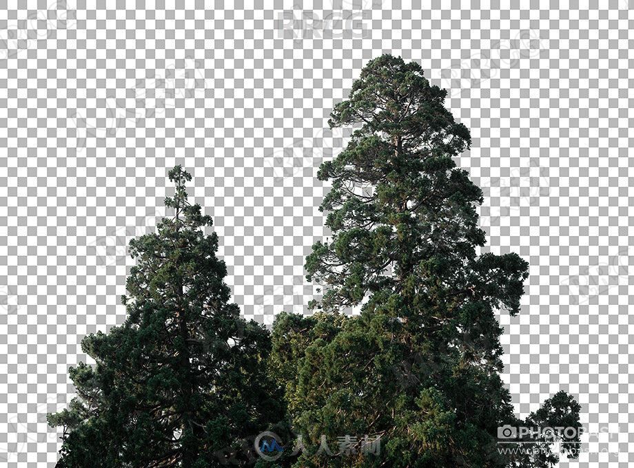 60组针叶树树木植物高清透明通道图片合集