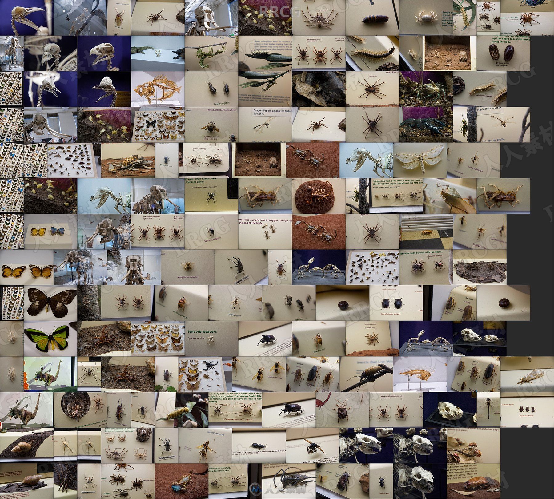 300组动物骨骼昆虫标本高清参考图片合集
