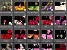 《鲜花花束转场 视频素材》Set footage transitions flowers