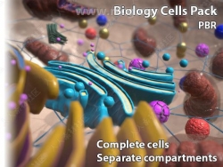细胞细菌低聚3D模型Unity游戏素材资源