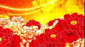 大气牡丹花国花中国风动漫花开视频素材
