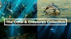海底世界珊瑚植物动物等模型Blender插件