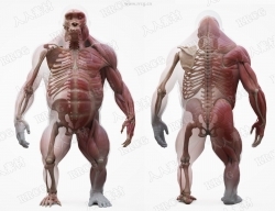 高精度大猩猩3D扫描身体肌肉骨骼解剖3D模型