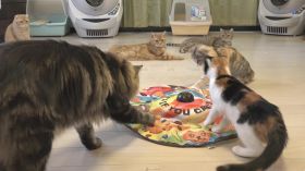 可爱小猫收养所玩耍睡觉吃猫粮动物生活高清实拍视频素材
