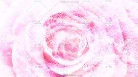 粉色的浪漫玫瑰花在纹理背景中旋转视频素材
