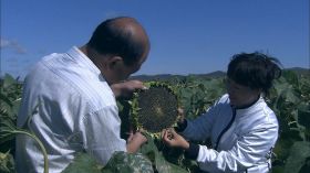 科研人员查看向日葵收玉米视频素材