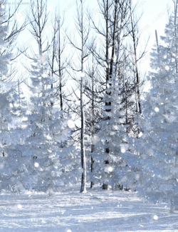 冬季森林挂雪松树树丛场景3D模型