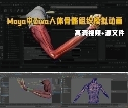 Maya中Ziva VFX人体骨骼组织模拟动画视频教程第一季