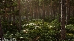 苏格兰松树森林树木植物环境场景UE游戏素材
