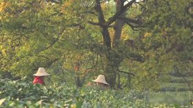 农妇在茶田忙碌采摘茶叶场景实拍视频素材