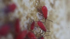 红色幼年蚂蚁爬动昆虫高清微距拍摄视频素材