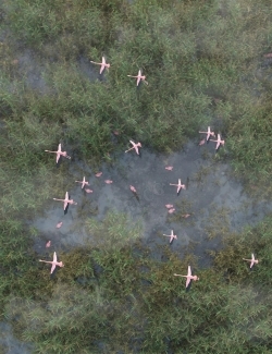40多种芦苇草丛植被湿地环境场景3D模型合集