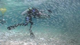 摄影师潜入海底拍摄海地生物高清实拍视频素材