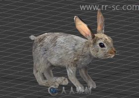 现实萌宠小兔子3D模型