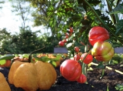 田地田园蔬菜水果胡萝卜西红柿草莓等植物3D模型合集