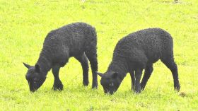 新西兰的阳光绵羊农场养殖场高清实拍视频素材