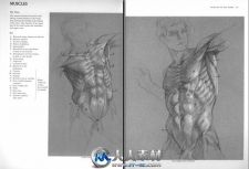《人体结构解剖指南书籍》Anatomy A Complete Guide for Artists Dover Anatomy fo...