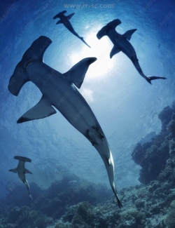 活泼自由大型海底锤头鲨3D模型合集