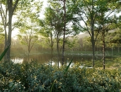 超唯美林中小湖自然景观场景3D模型合集