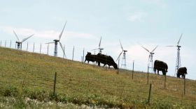 山坡老牛吃草风力发电机组工作视频素材