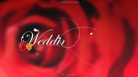 红色玫瑰花背景情人节相册创意视频素材