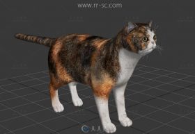 可爱的短毛小猫3D模型