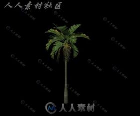 热带椰树3D模型
