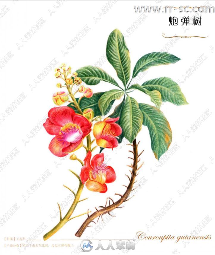 38种美洲经典花卉图绘书籍杂志