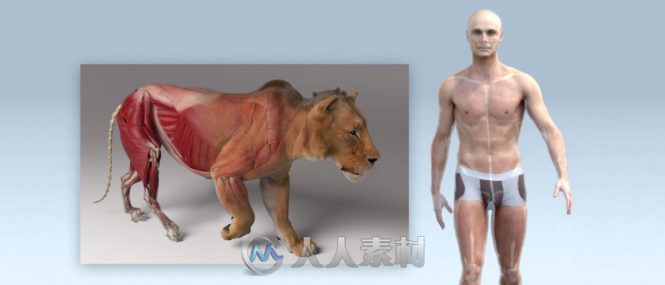 全能型Ziva角色创建技术 可以创建双足动物、人物、鲨鱼、猪和沙发