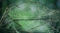 Cobwebs蜘蛛网丛状结构3dsmax插件