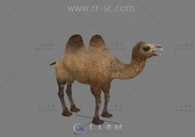 超现实骆驼3D模型