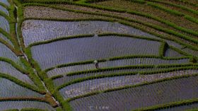 航拍农民水稻插秧视频素材