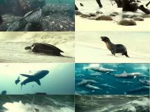 1080p高清无字幕纪录片《海洋》分享，里面有大量的空镜头！