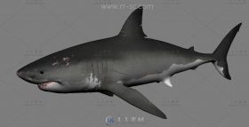 一个有伤疤的小鲨鱼3D模型