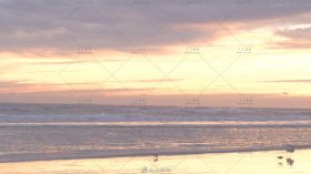 夕阳下的海滩海鸟高清实拍视频素材