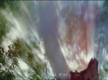 朦胧的树影高清实拍视频素材