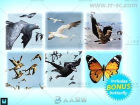 鸟群包动物角色3D模型Unity游戏素材资源