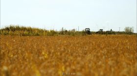 农民在田地收割水稻视频素材