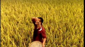 农民割小麦仰望天空擦汗视频素材